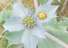 Grove snail on Sea Holly.jpg